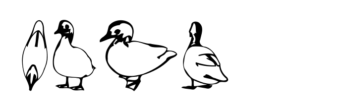 Duck