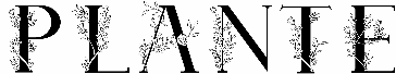 Plante